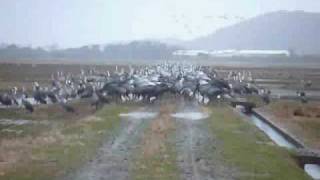 出水市の万羽鶴 2009.1.12 - 10 thousand crane birds