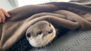 毛布の中に隠れていても、もっこりしていてバレバレなカワウソ otter hiding in a blanket, but still bulging and obvious.