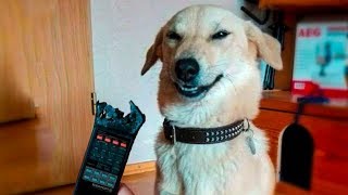 ? Funniest ? Dogs And ?Cats - Try Not To Laugh - Funny Pet Animals' Life ?
