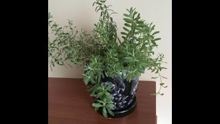 Выращивание лаванды из семян. (Lavender).