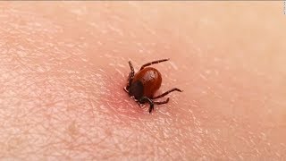 Khawvela Rannung Hlauhawm Ber Ber ?!? (Most Dangerous Insects)