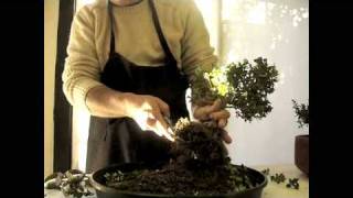 柘植小品盆栽 Japanese Boxwood Shohin Bonsai by Anibal Poublan