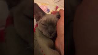 Cute cat talking, Devon Rex