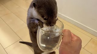 カワウソに取っ手つきの水入りコップを渡してみたら… I gave an otter a glass of water with a handle.