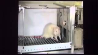 B.F. Skinner Operant Conditioning