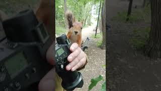 Белка смело лазит по мне / Squirrel boldly climbs on me