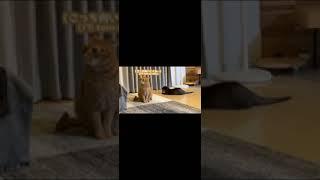 何やら怪しげな話し合いをしているカワウソと猫 Otter and cat whispering #animal #shorts