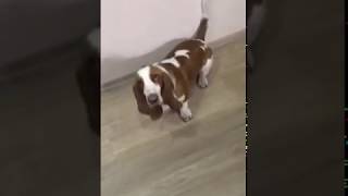 Прикол? смешной бассет? funny basset