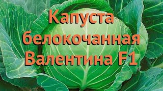 Капуста белокочанная Валентина F1 (valentina f1) ? обзор: как сажать, семена капусты Валентина F1