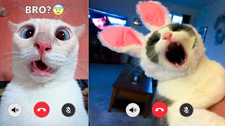 Funniest Cats And Dogs Videos - Best Funny Animal Videos Of The 2021 ????
