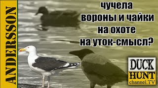 Охота на утку. Чучела ворон и чаек на утиной охоте-видео-2016