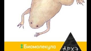 Сергей Глаголев: "Плодовая мушка Drosophila melanogaster – первая среди равных"
