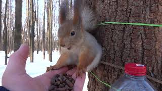 Молодые незнакомые белки / Young unfamiliar squirrels
