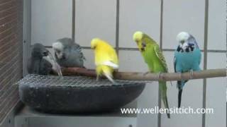 Wellensittich Vogeldusche