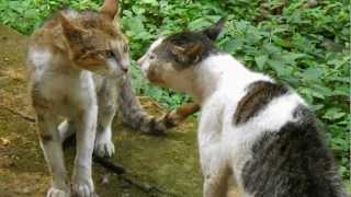 CAT FIGHTING
