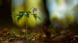 Ludwig van Beethoven - Piano Concerto No.3 - Largo