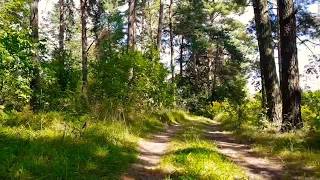 Белорусский лес ( Belarus ormanı )