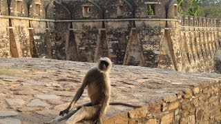 Обезьяны и кабаны живут внутри крепости в Индии