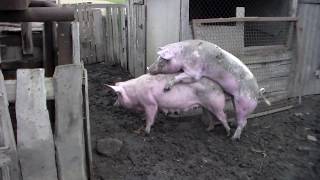 Обучающее видео.Как проходят брачные игры и сам процесс случки без прикрас.