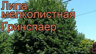 Липа мелколистная Гринспаер (greenspire) ? обзор: как сажать, саженцы, крупномеры липы Гринспаер