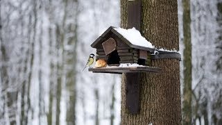 Как Сделать Кормушку для Птиц?