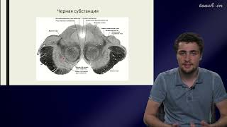Тихомиров С.А. - Цикл научных докладов - 7. ИКР при терапии болезни Паркинсона
