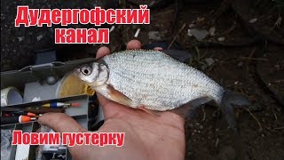 Ловим Густеру на Дудергофском канале (Дудике) Рыбалка на Финском Заливе
