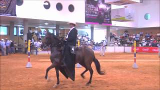 Potrancas En Proceso de Adiestramiento Trocha Pura Colombiana Bucaramanga 2012