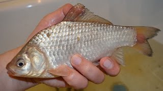 Снасть "Убийца карася" Рыбалка (ч.2)/Tackle the "Killer carp" Fishing