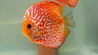 Дискусы. Пара в нерестовике. WWW.DISCUSFISH.RU