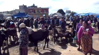 San Francisco El Alto - Animal Market - Outrageous