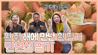 [6시 내고향-창원] 흰쥐 해에 만난 흰 딸기, 만년설 딸기 (2020.01.01, 수)