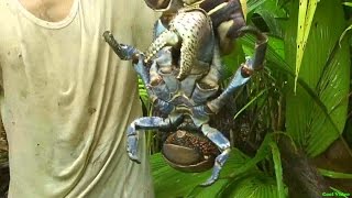 Поймал гигантского кокосового краба (Birgus latro)