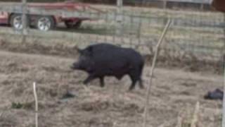 tamed wild boar hog
