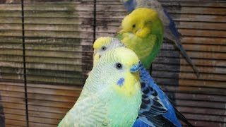 Еда, которую можно волнистым попугайчикам. food budgies.