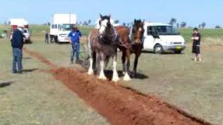 draught horse plough plow narromine