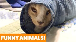 Funniest Pets & Animals of the Week | Funny Pet Videos
