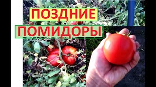 ПОМИДОРЫ выросли на не перекапываемой земле