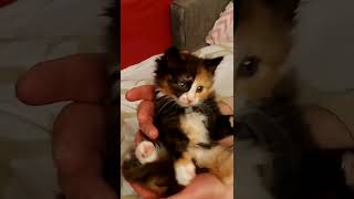 киска. девочка. сидит. редкий зверек. трехцветная. малышка