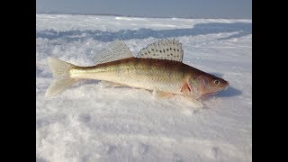 РЫБАЛКА НА  ОБИ В НОВОСИБИРСКЕ 24,02,2018 FISHING ON THE RIVER IN NOVOSIBIRSK