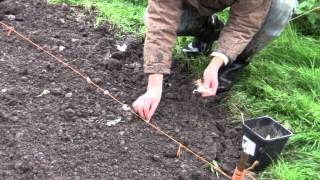 Knoblauch und Zwiebeln im Herbst im Garten pflanzen