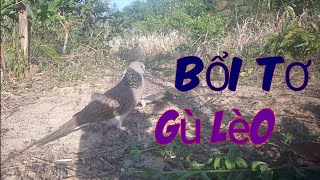 Bẫy cu gáy mồi đất.Bổi Tơ, Gù Lèo(gù kép).Clip169.Nguyễn Quân