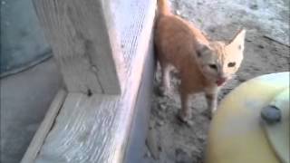 WE ARE ALMOST THERE. STRAY KITTEN IN THE DESERT ALMOST USE TO PEOPLE