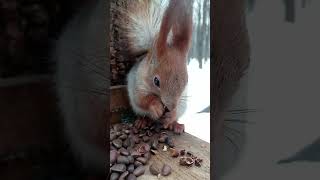 Незнакомая рыжая белка / An unfamiliar red squirrel