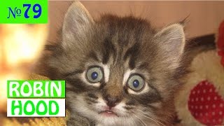 ПРИКОЛЫ 2017 с животными. Смешные Коты, Собаки, Попугаи // Funny Dogs Cats Compilation. Апрель №79