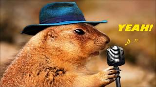 Dosseh Solo!ChipmunkX