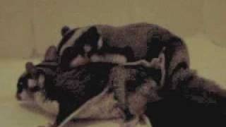 Clips of sugar gliders mating