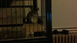 Chinchilla warning bark
