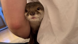 色々な「ゔぁーぷうぷう」を披露するカワウソ Otter performing various “va-pooh-pooh".