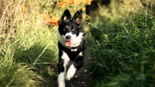 Jupiter 3 50mm 1.5 (M39 mount) test footage